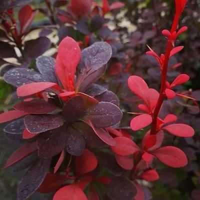 Барбарис РЕД ПИЛЛАР тунберга  Барбарис РЕД ПИЛЛАР тунберга в Воронеже