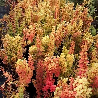 Барбарис САММЕР САНСЕТ тунберга  Барбарис САММЕР САНСЕТ тунберга в Воронеже