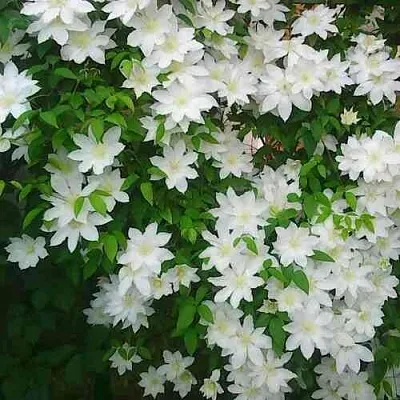 Клематис ТОКИ  Клематис ТОКИ в Воронеже