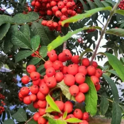 Рябина НЕВЕЖИНСКАЯ сладкоплодная в Воронеже