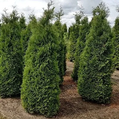 Туя ХОЛМСТРУП западная в Воронеже