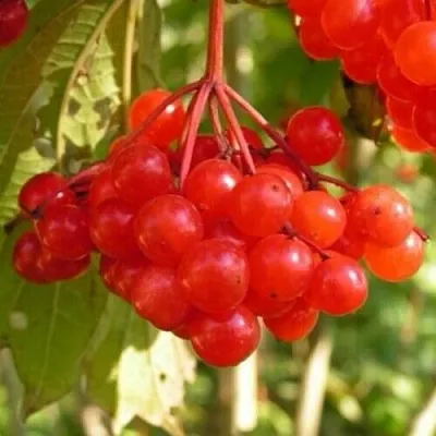 Калина ПАМЯТИ ВАЛЕНТИНЫ  Калина ПАМЯТИ ВАЛЕНТИНЫ в Воронеже