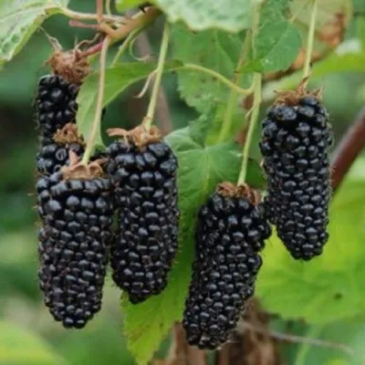 Ежевика КОЛАМБИЯ САНРАЙЗ бесшипная — описание сорта Ежевика КОЛАМБИЯ САНРАЙЗ бесшипная в Воронеже