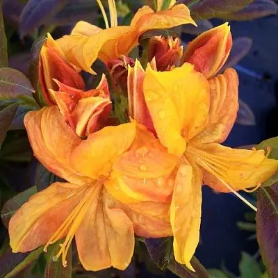 Азалия КЛОНДАЙК листопадная  Азалия КЛОНДАЙК листопадная в Воронеже