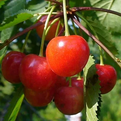 Черешня ФАТЕЖ  Черешня ФАТЕЖ в Воронеже