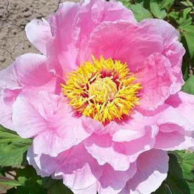 Пион МАРАМАЦУ-ЗАКУРА древовидный  Пион МАРАМАЦУ-ЗАКУРА древовидный в Воронеже