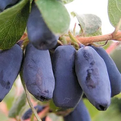 Жимолость съедобная ЛАКОМКА в Воронеже