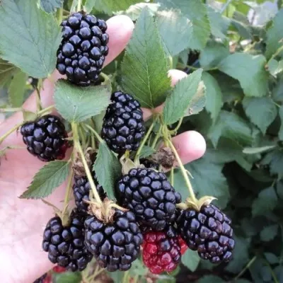 Ежевика ОУАЧИТА бесшипная — описание сорта Ежевика ОУАЧИТА бесшипная в Воронеже