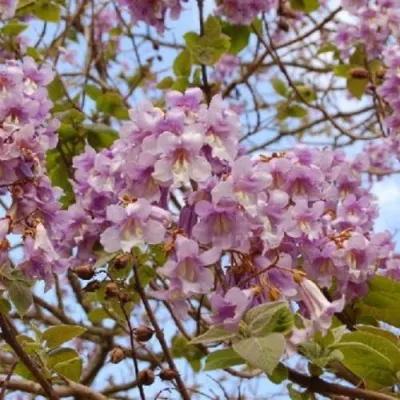 Павлония ПАО ТОГН Z07 в Воронеже