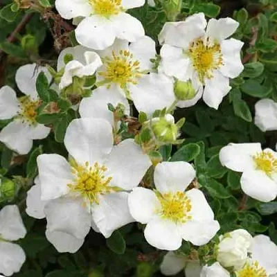 Лапчатка ТИЛФОРД КРИМ кустарниковая  Лапчатка ТИЛФОРД КРИМ кустарниковая в Воронеже