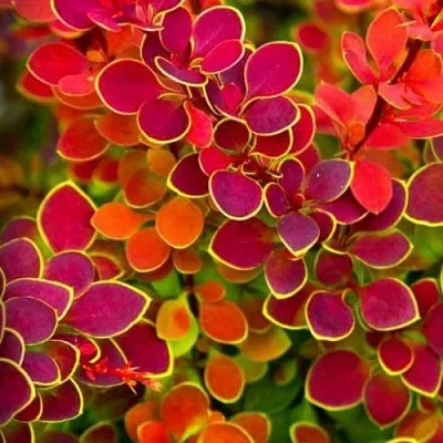 Барбарис ОРАНЖ САНРАЙЗ тунберга  Барбарис ОРАНЖ САНРАЙЗ тунберга в Воронеже