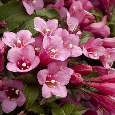 Вейгела ФЛОРИДА в Воронеже