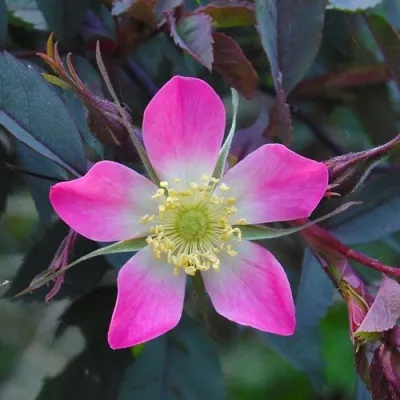 Саженцы роз сизая — описание сорта Саженцы роз сизая в Воронеже