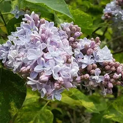 Сирень АУКУБАФОЛИЯ  Сирень АУКУБАФОЛИЯ в Воронеже