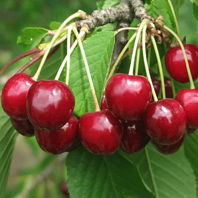 Черешня ГРОНКОВАЯ  Черешня ГРОНКОВАЯ в Воронеже