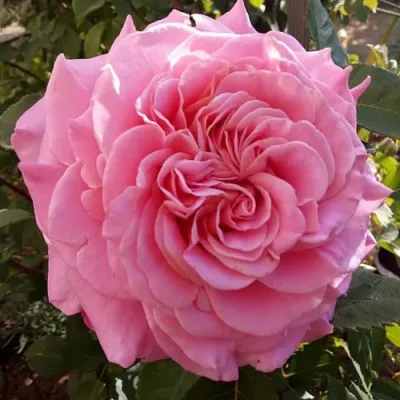 Саженцы роз ЭШЛИ чайно-гибридная — описание сорта Саженцы роз ЭШЛИ чайно-гибридная в Воронеже