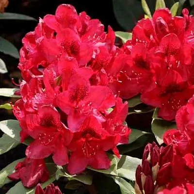 Рододендрон МАТАДОР  Рододендрон МАТАДОР в Воронеже
