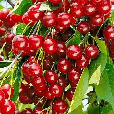 Вишня БРУСНИЦЫНА степная  Вишня БРУСНИЦЫНА степная в Воронеже