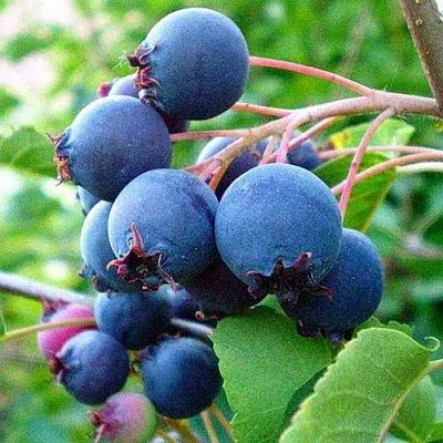 Ирга ПЕМБИНА в Воронеже