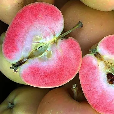 Яблоня ПИНК ПЕРЛ  Яблоня ПИНК ПЕРЛ в Воронеже