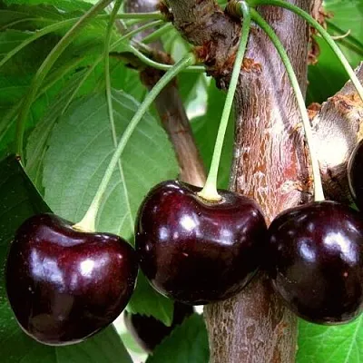 Черешня ДОНЕЦКИЙ УГОЛЁК  Черешня ДОНЕЦКИЙ УГОЛЁК в Воронеже