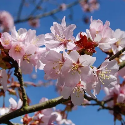 Вишня РАНЧО САРЖЕНТА  Вишня РАНЧО САРЖЕНТА в Воронеже
