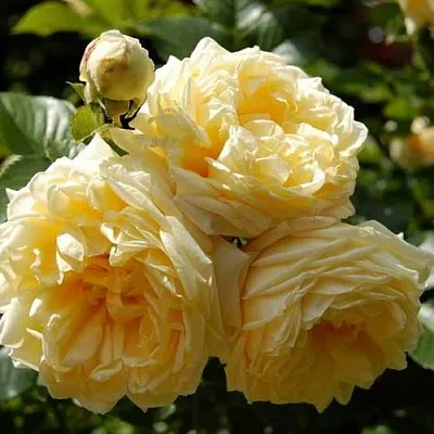 Саженцы роз НАДЯ МЕЙДИЛАНД почвопокровная  Саженцы роз НАДЯ МЕЙДИЛАНД почвопокровная в Воронеже