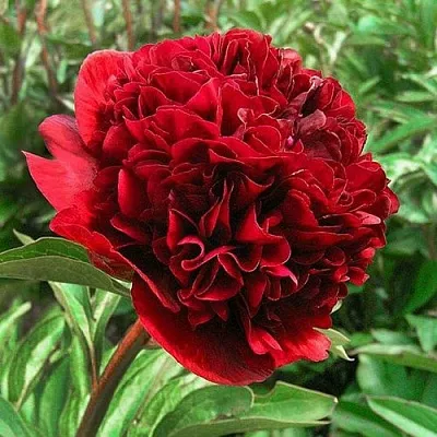 Пион РЕД ГРЕЙС травянистый  Пион РЕД ГРЕЙС травянистый в Воронеже