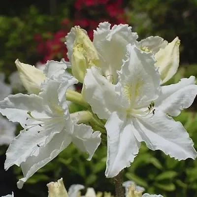 Азалия ОКСИДОЛ листопадная  Азалия ОКСИДОЛ листопадная в Воронеже