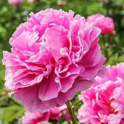 Пион АЛЕКСАНДР ФЛЕМИНГ травянистый  Пион АЛЕКСАНДР ФЛЕМИНГ травянистый в Воронеже