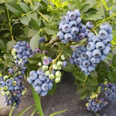 Голубика ОСОРНО — описание сорта Голубика ОСОРНО в Воронеже