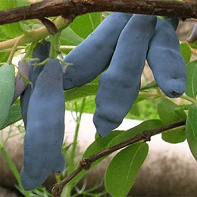 Жимолость съедобная ЛЕНИНГРАДСКИЙ ВЕЛИКАН в Воронеже