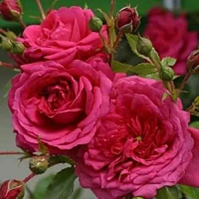 Саженцы роз ЛАГУНА плетистая  Саженцы роз ЛАГУНА плетистая в Воронеже