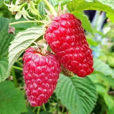 Малина ПШЕХИБА  Малина ПШЕХИБА в Воронеже