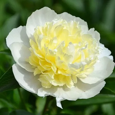 саженцы пиона саженцы пиона