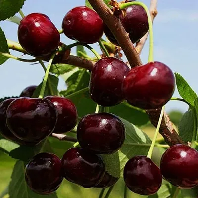 Вишня РОВЕСНИЦА  Вишня РОВЕСНИЦА в Воронеже