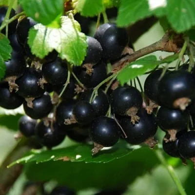 Смородина черная ГЛОБУС в Воронеже