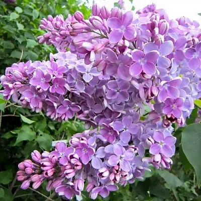 Сирень ОЛЯ  Сирень ОЛЯ в Воронеже