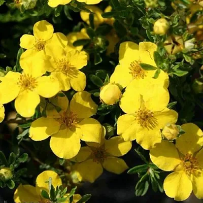 Лапчатка ХАКМАНС ГИГАНТ кустарниковая  Лапчатка ХАКМАНС ГИГАНТ кустарниковая в Воронеже