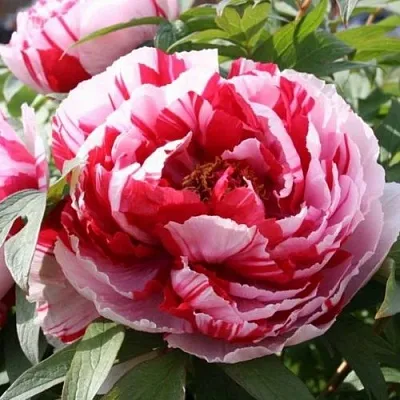 Пион РЕД ВИЗ ПИНК древовидный  Пион РЕД ВИЗ ПИНК древовидный в Воронеже