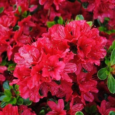 Азалия ХИНО КРИМСОН японская  Азалия ХИНО КРИМСОН японская в Воронеже