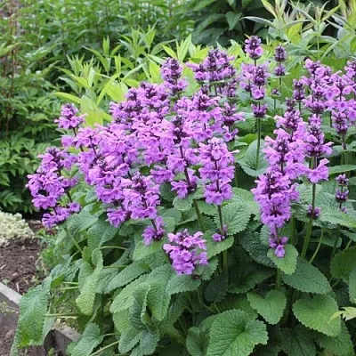 Буквица крупноцветковая  Буквица крупноцветковая в Воронеже