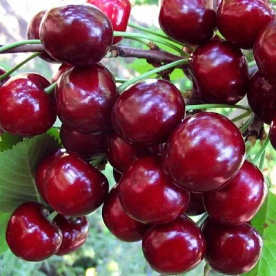 Вишня ЖУКОВСКАЯ  Вишня ЖУКОВСКАЯ в Воронеже