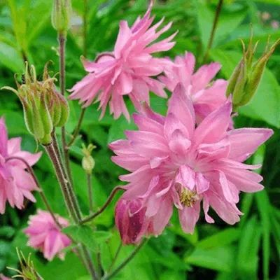 Аквилегия БАРЛОУ ПИНК гибрид МакКаны — описание сорта Аквилегия БАРЛОУ ПИНК гибрид МакКаны в Воронеже