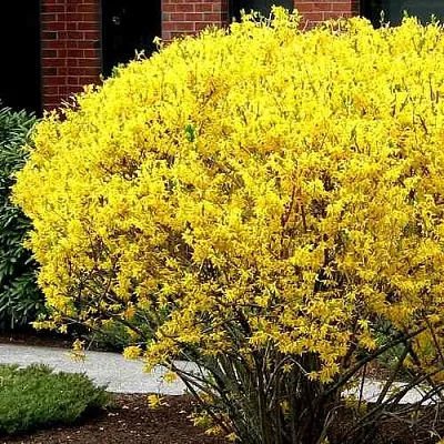 Форзиция ЛИНВУД  Форзиция ЛИНВУД в Воронеже