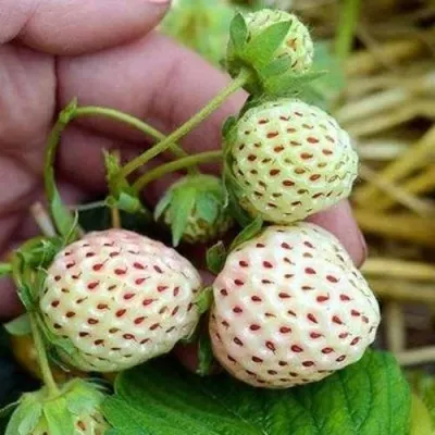 Клубника АНАНАСА ремонтантная в Воронеже