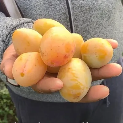 Слива ЯХОНТОВАЯ в Воронеже