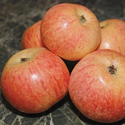 Яблоня КОНФЕТНОЕ в Воронеже