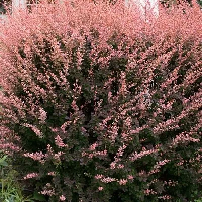 Барбарис РОУЗ ГЛОУ тунберга  Барбарис РОУЗ ГЛОУ тунберга в Воронеже