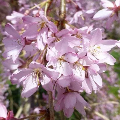 Сакура ПЕНДУЛА РУБРА  Сакура ПЕНДУЛА РУБРА в Воронеже